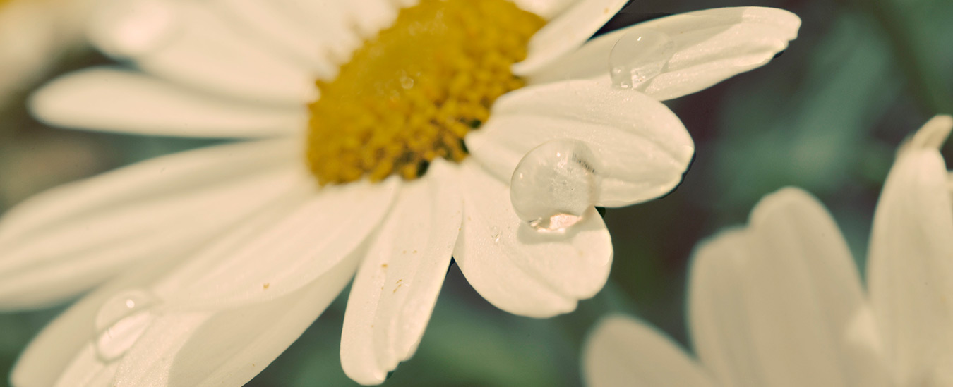 Margerite Blumen in der Ramsau