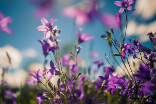 Sommerlandschaft in den Bergen mit schönen Blumen